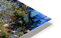 The Birches  HD Metal print
