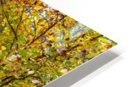 Outlet creek  HD Metal print