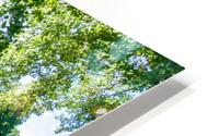 Rescued HD Metal print