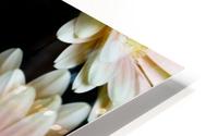 Daisy 3 HD Metal print