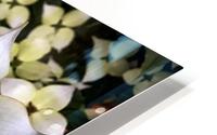Dogwood Tree HD Metal print