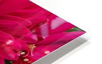 Gerbera Daisy HD Metal print