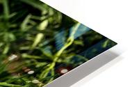 Wildflowers HD Metal print