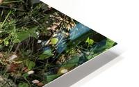 Daisy Cluster HD Metal print