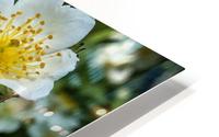 White Wildflowers  HD Metal print