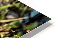 White Daisy  HD Metal print