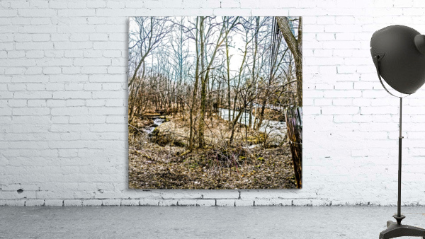 Forest pano Wall Preview