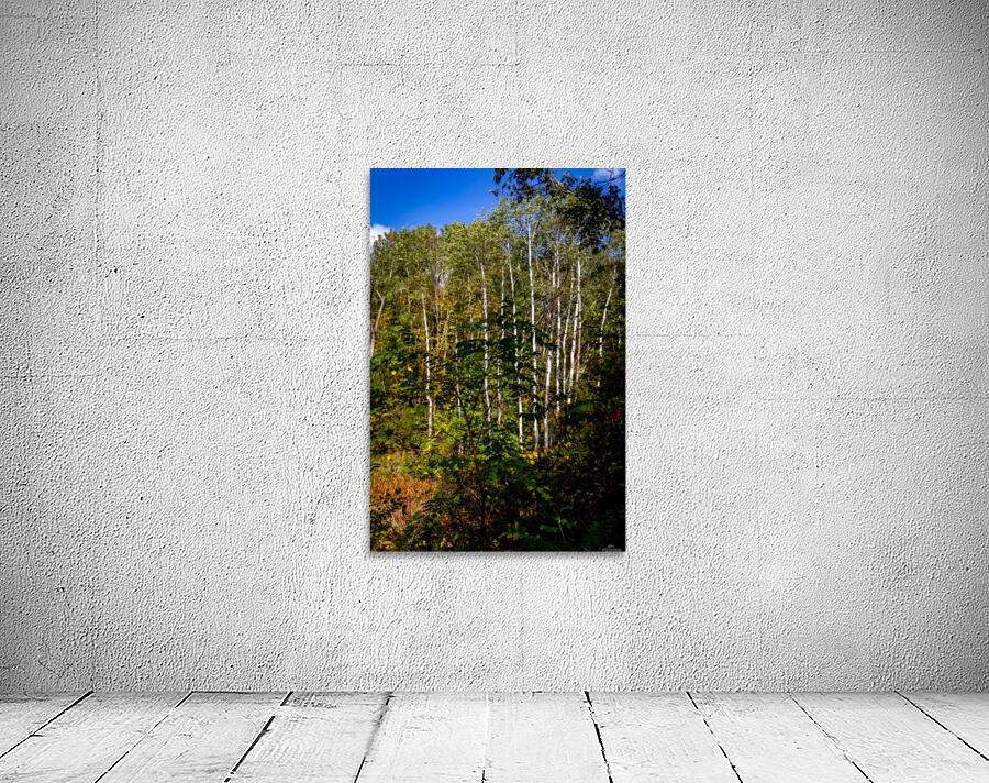 The Birches  Wall Preview
