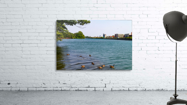 canal ducks Wall Preview