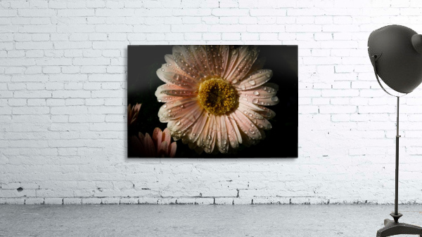 Daisy rain drop 3 Wall Preview