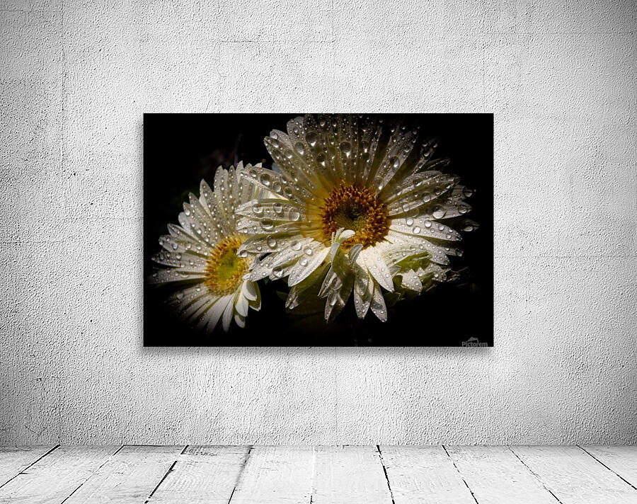 Daisy rain drop Wall Preview