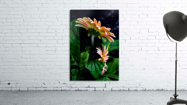 Daisy 5 Wall Preview