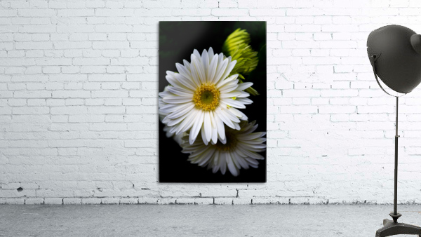 Daisy 6 Wall Preview