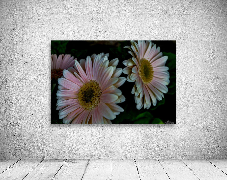Daisy Wall Preview