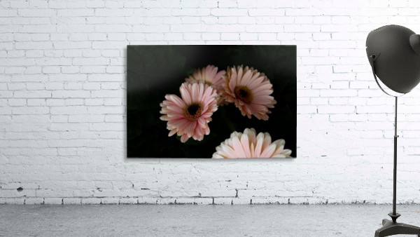 Daisy 2 Wall Preview