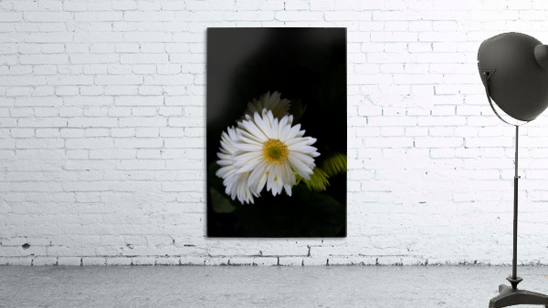 Daisy 4 Wall Preview
