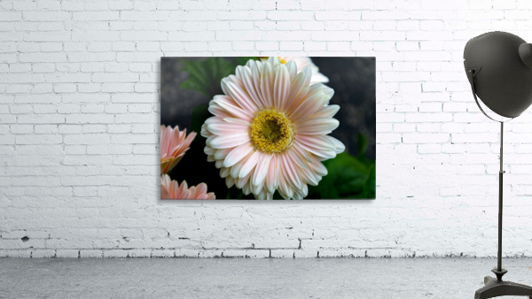 Daisy 7 Wall Preview