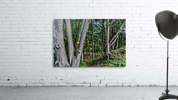 Highland Park 9 Wall Preview