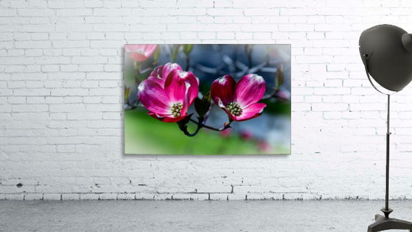 Dogwood 2 Wall Preview