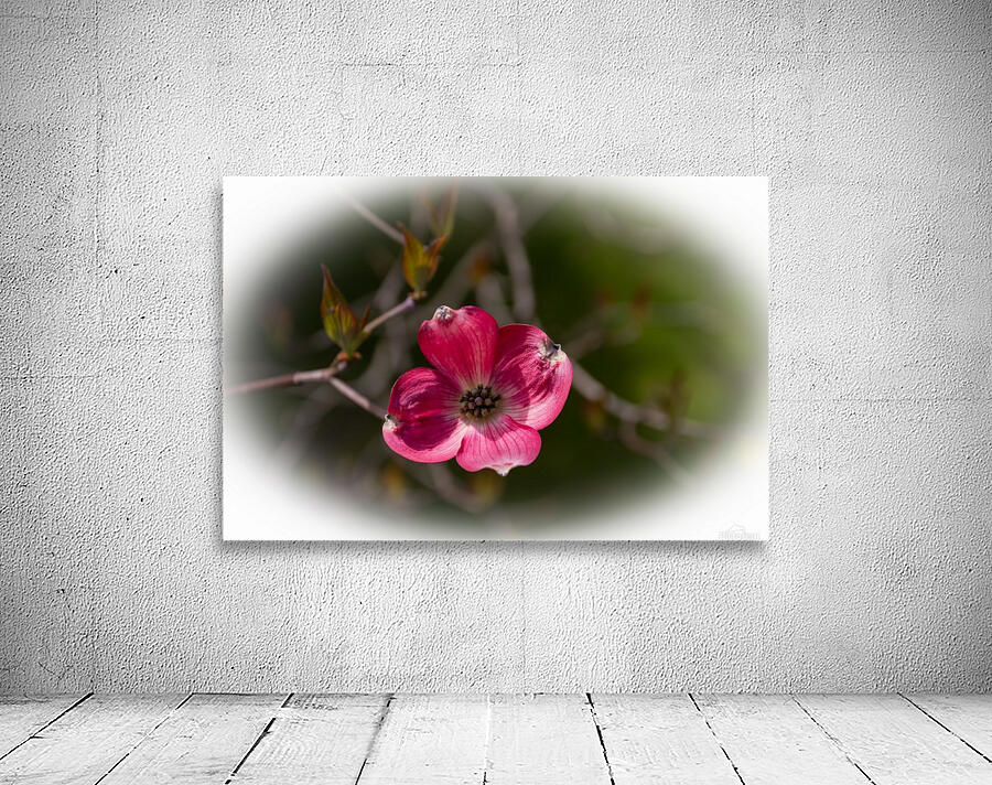 Dogwood 4 Wall Preview