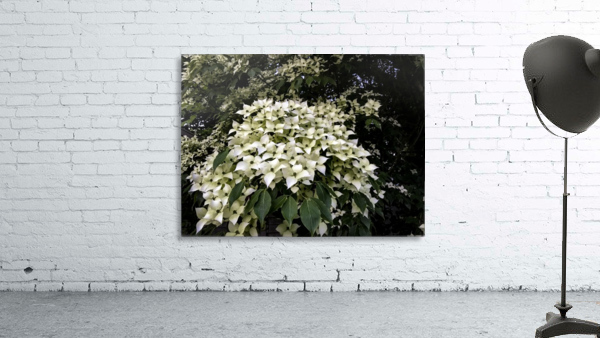 Dogwood Clusters  Wall Preview