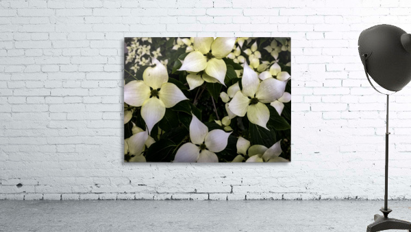 Dogwood Tree Wall Preview