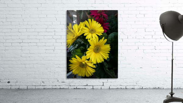 Gerbera Daisy Wall Preview