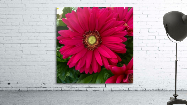 Gerbera Daisy Wall Preview
