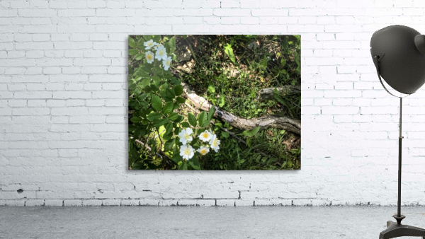 Daisy Cluster Wall Preview