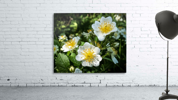 White Wildflowers  Wall Preview
