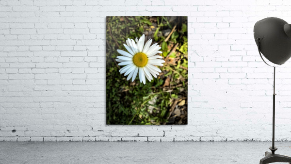 White Daisy  Wall Preview