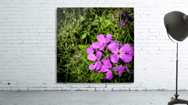 Purple wildflowers  Wall Preview