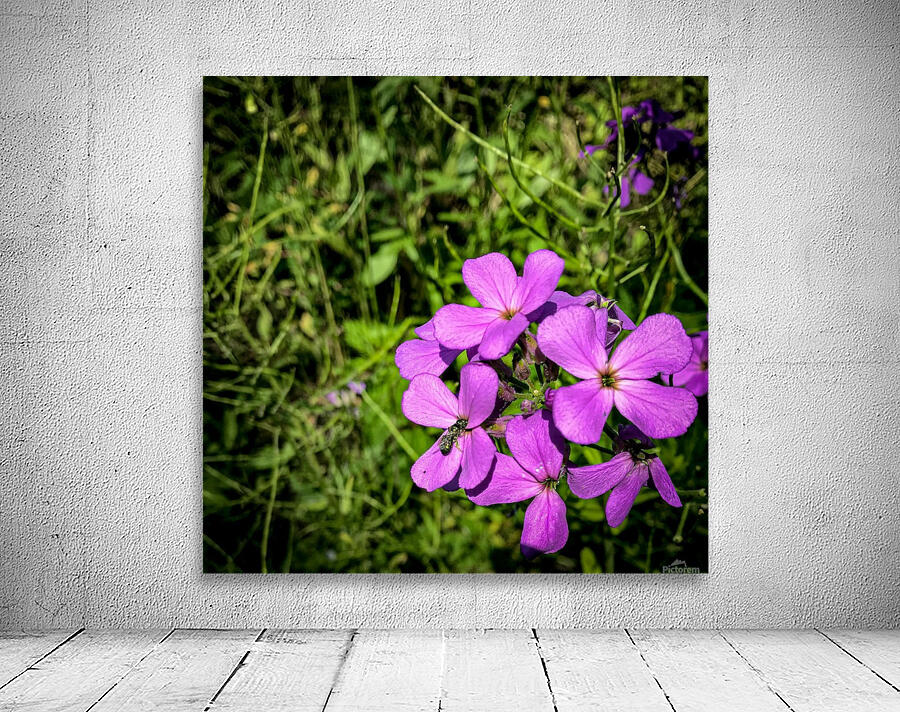 Purple Wildflower  Wall Preview