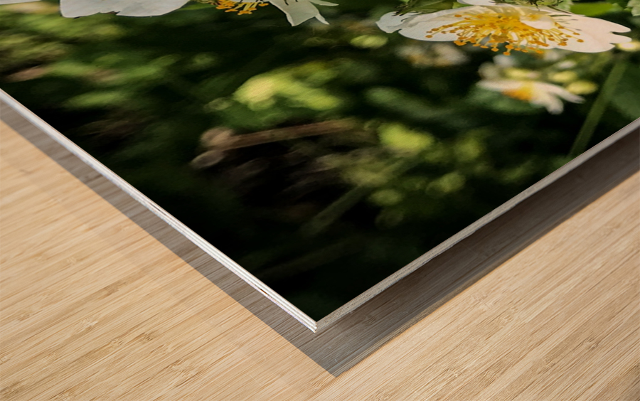 White Wildflowers  Wood print