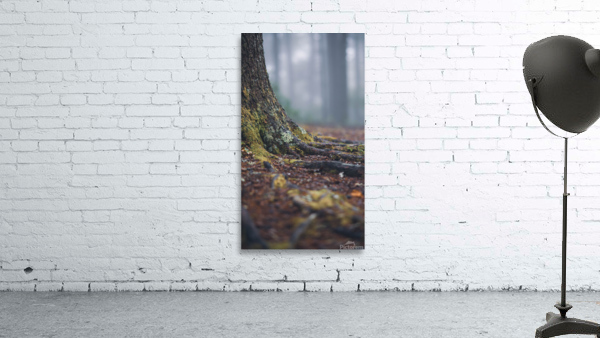 Misty Stump Wall Preview