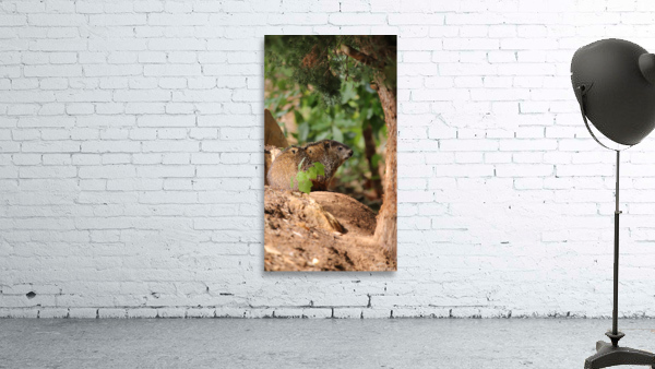 Groundhog Watching  Wall Preview