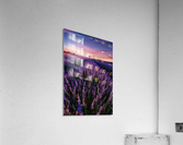 Into the dream Acrylic Print