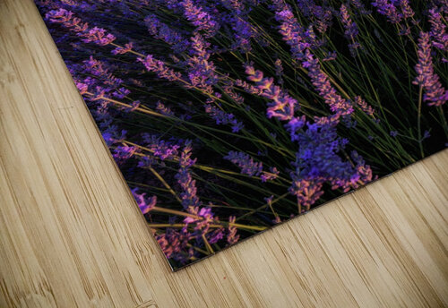 Into the dream Jorge Maia puzzle