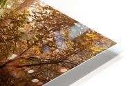The enchanted trail HD Metal print