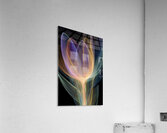 FLORAL 33 Acrylic Print