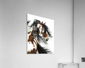 Pinto War Horse Acrylic Print