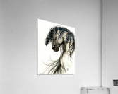 Dappled Grey Horse Acrylic Print