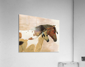 Curly Horses Acrylic Print