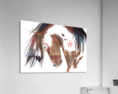 Paint Horse Acrylic Print