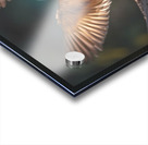 Colorful Birds Acrylic print