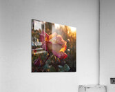 Rose Acrylic Print