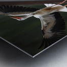 Happy Birds Metal print