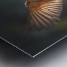 Colorful Birds Metal print