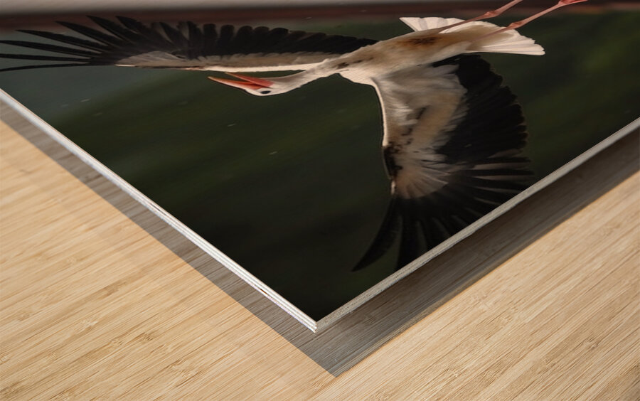 Happy Birds Wood print