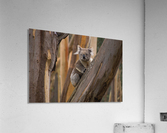 The Wild Koala Acrylic Print